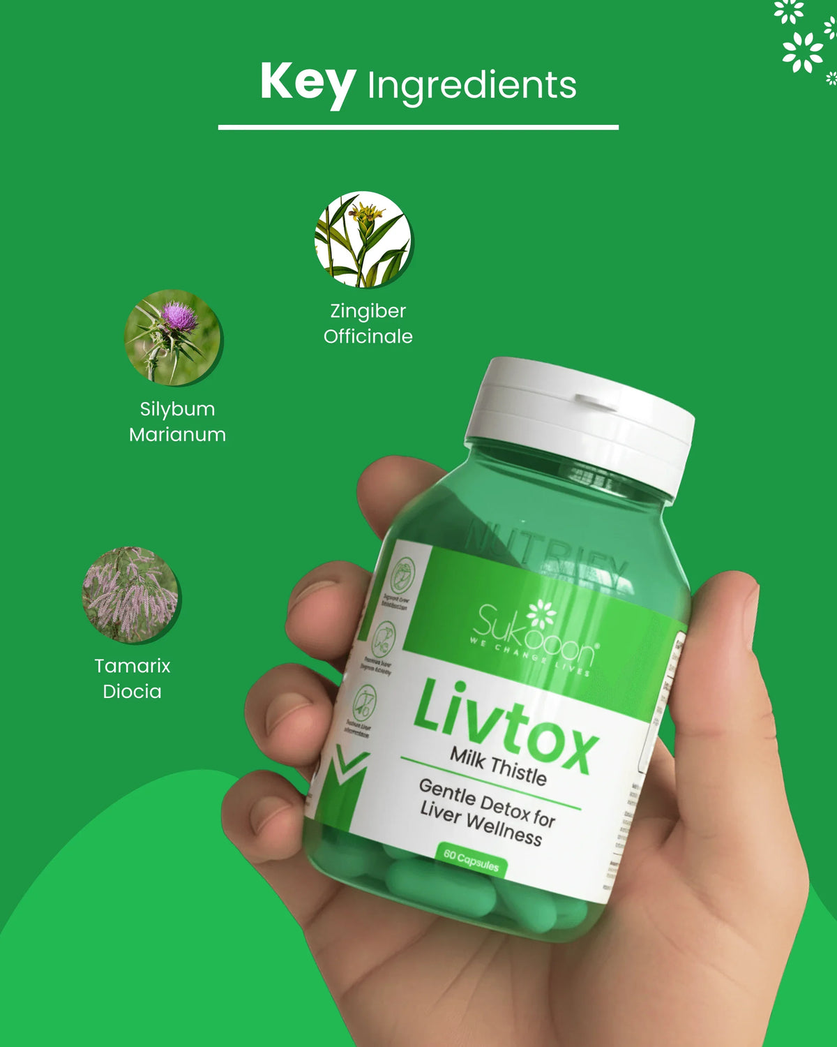 Livtox Milk Thistle supplement for liver wellness with Silybum Marianum, Zingiber Officinale, Tamarix Diocia ingredients