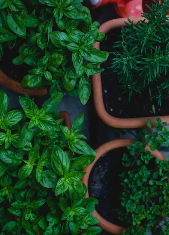 Fresh basil, rosemary, and oregano in terracotta pots — natural herbs for wellness and organic beauty