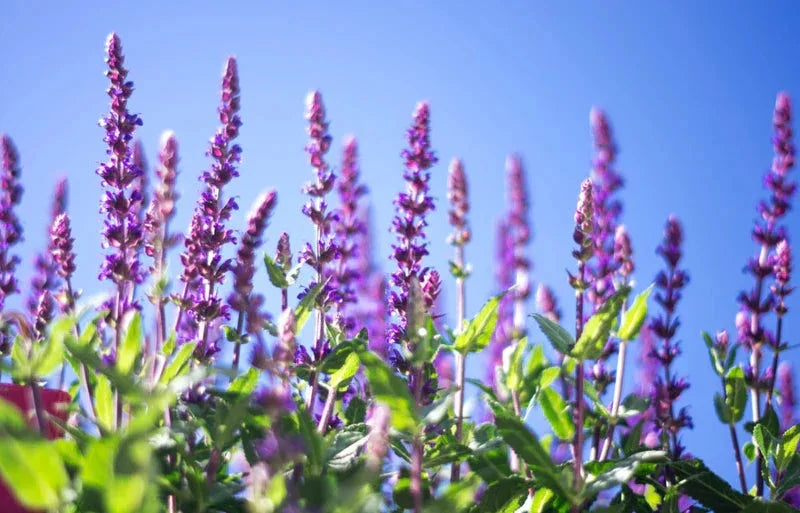 Purple sage flowers blooming under clear blue sky, natural ingredient for wellness products